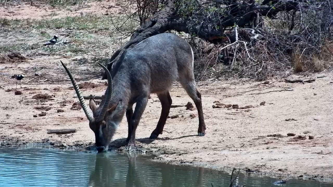Handsome Waterbuck Bull Arrives for a Drink