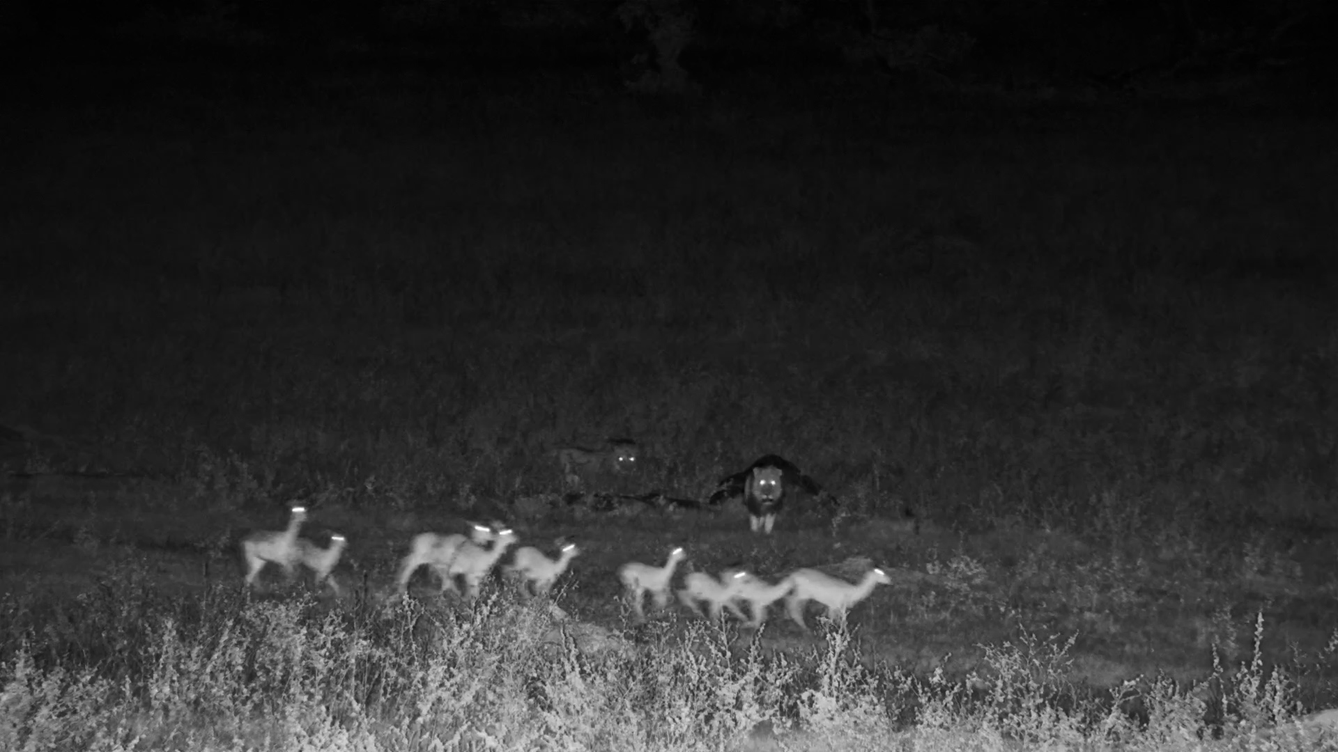 Lions Walk Through Hwange..Checking Out The Menu