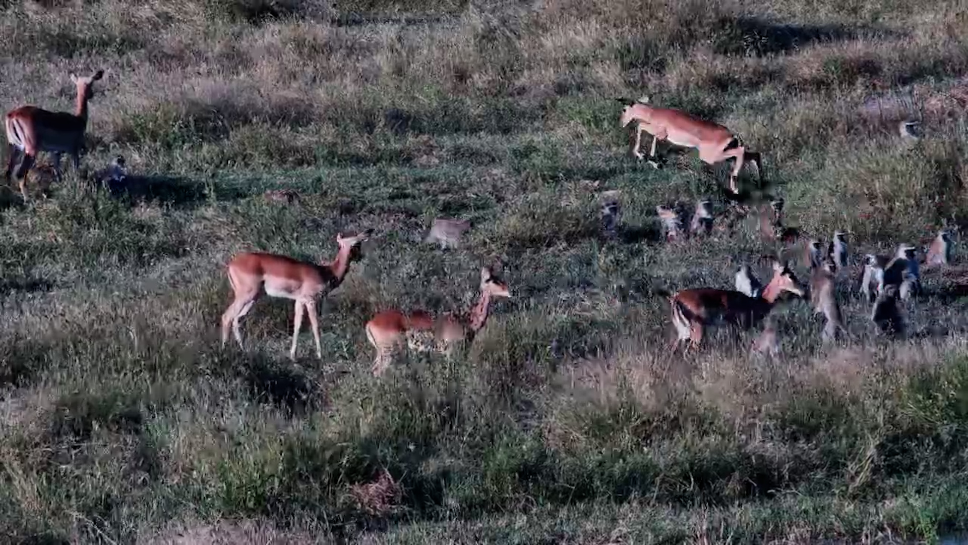 A Bold Crossing by a Vervet Troop