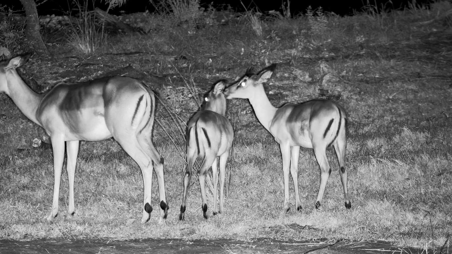 Two Young Impala Groom Each Other
