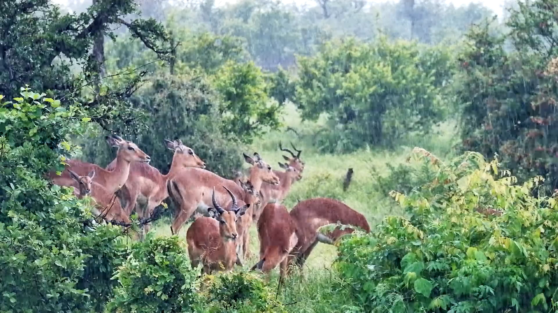 Impala Herd in the Rain
