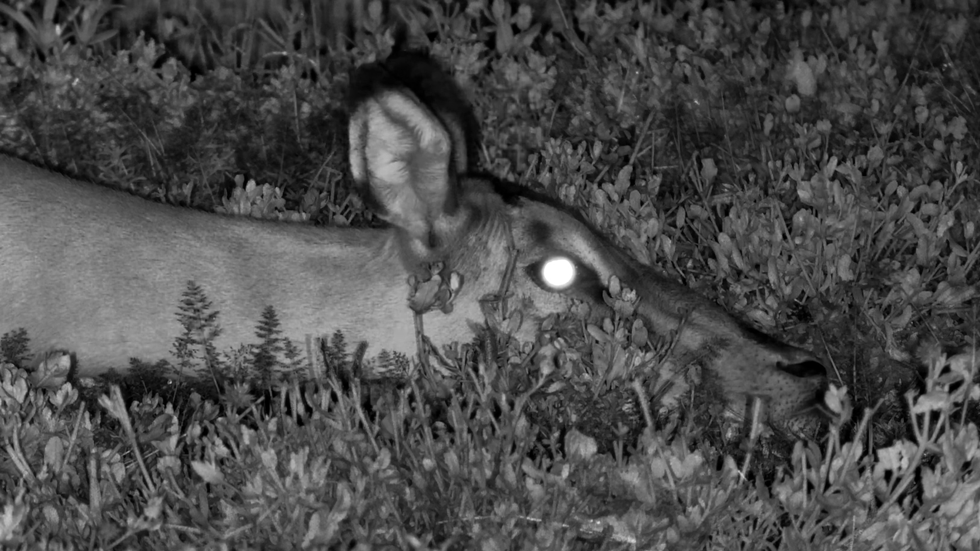 After a Long Night… Impala Finally Lies Down