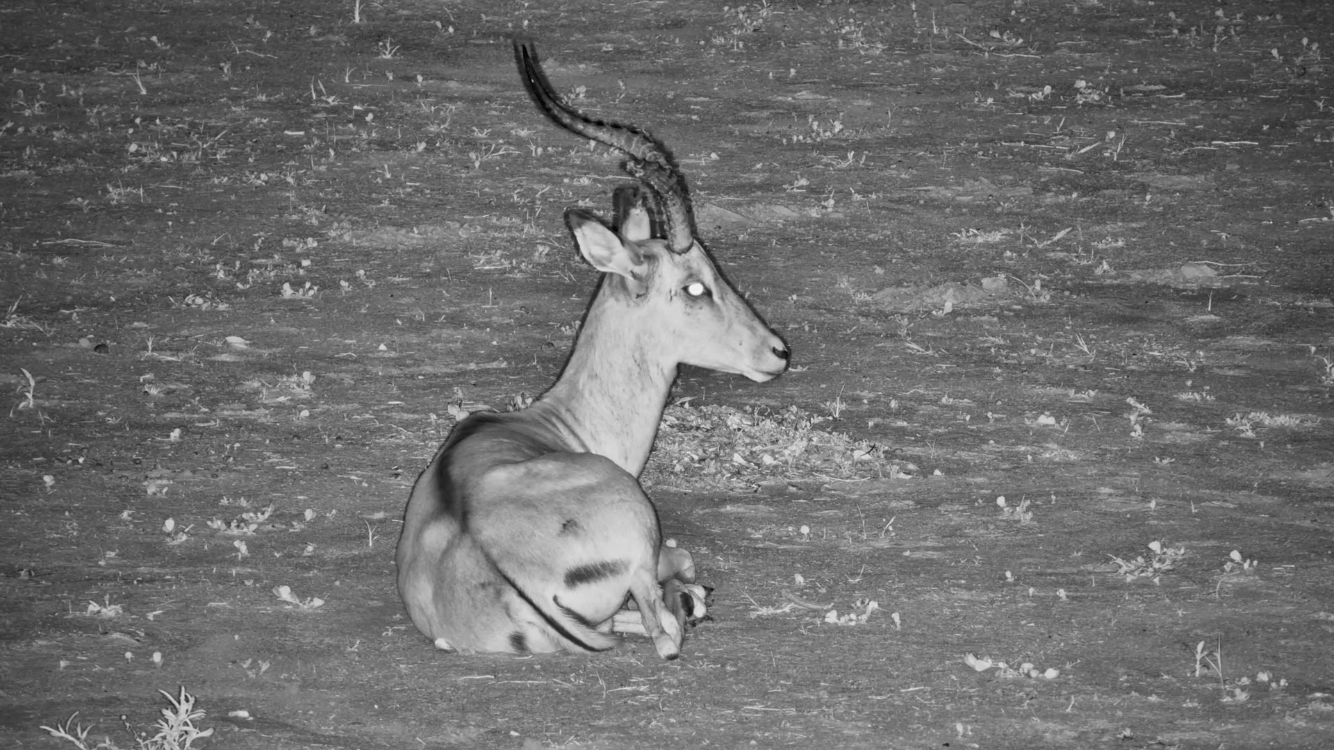 Impala Ram with a Broken Horn Rests in the Dark