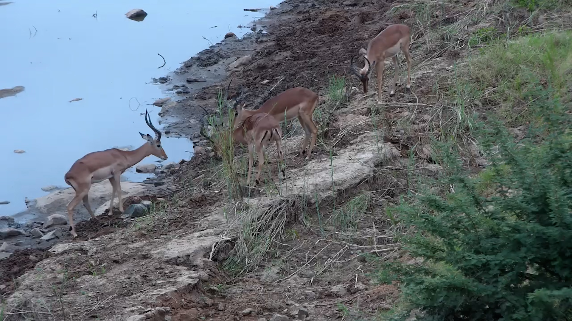 Rival Rams Spar in the Sabie Riverbed