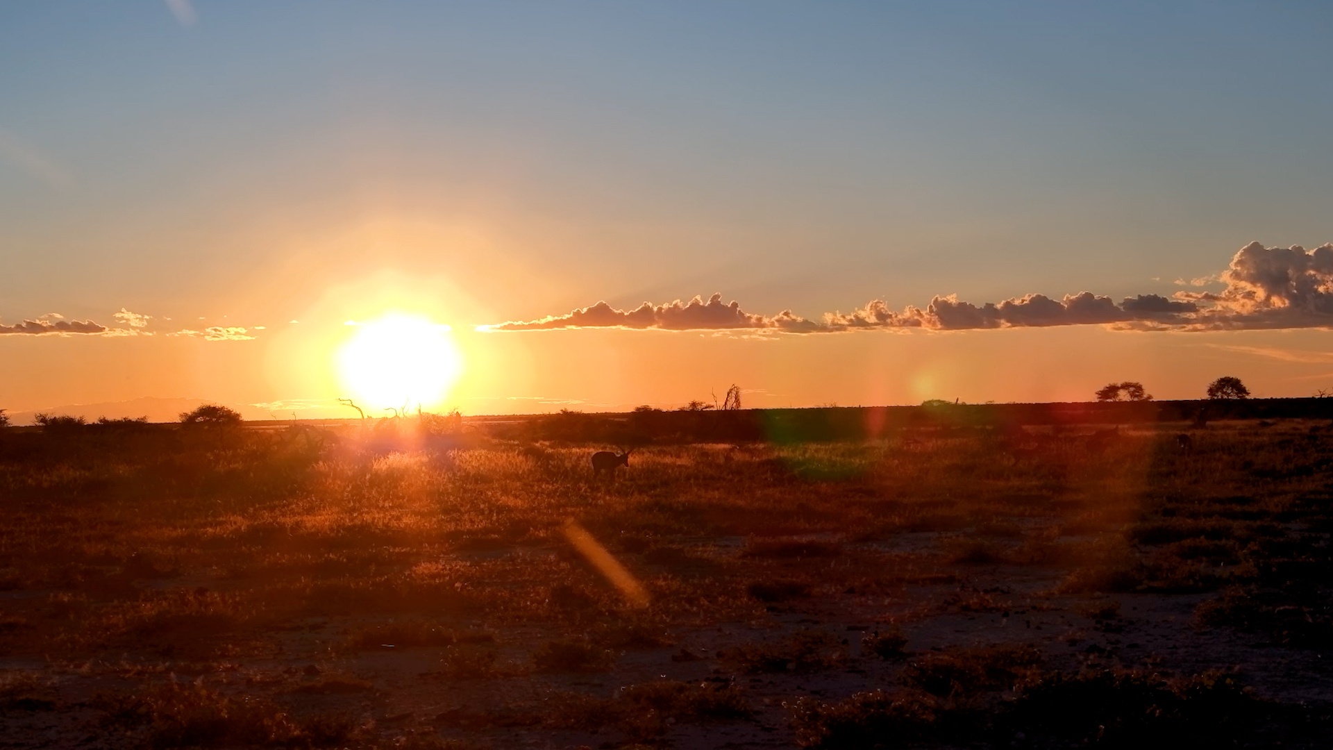 Impalas in the Golden Hour Glow