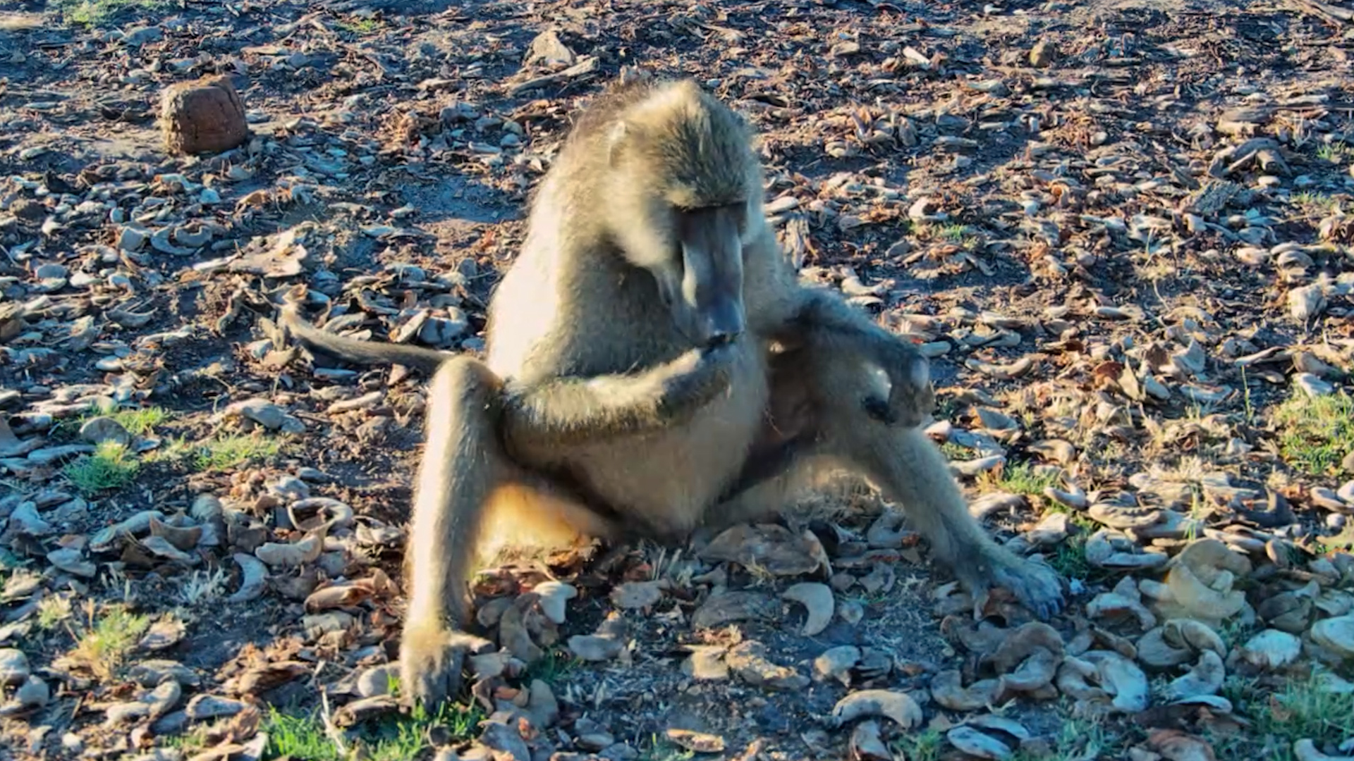 This Baboon Refused to Let an Injury Slow It Down