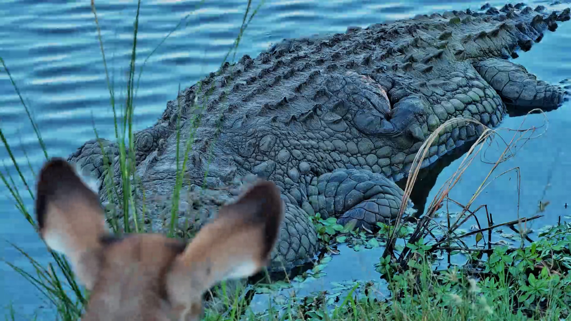 Crocodile Injury Sparks Attention