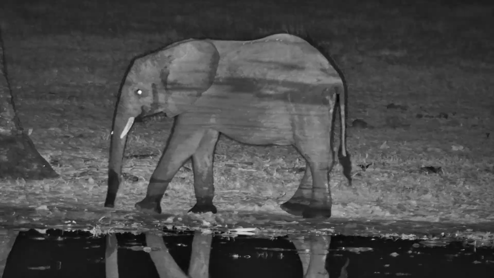 A Brave Young Elephant Carries On