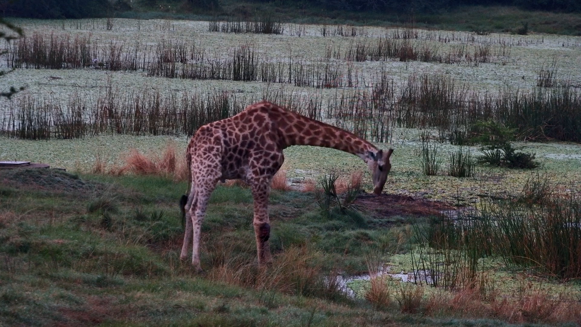 One Giraffe’s Quiet Determination