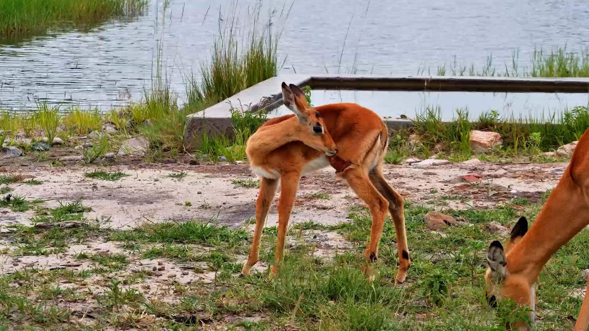 A Narrow Escape? Impala Lamb with Injury