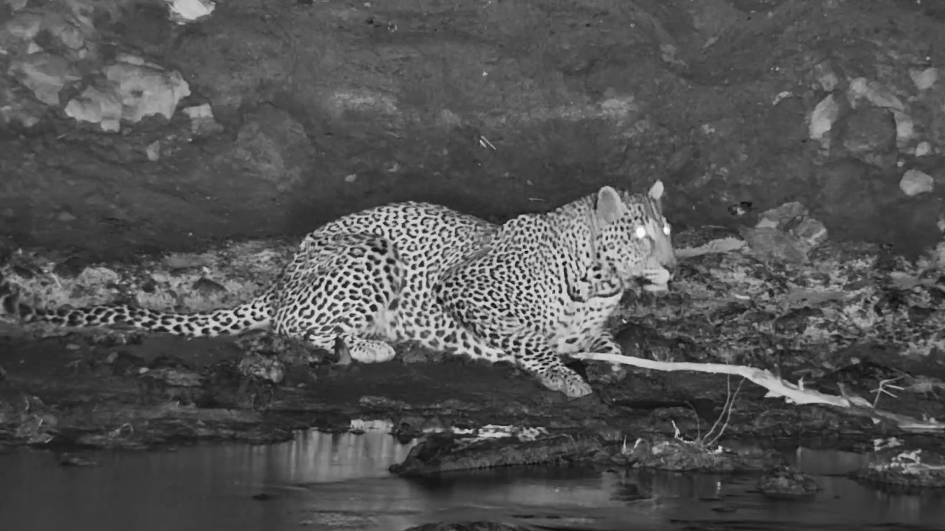 An Injured Leopard Walks the Mara River at Night