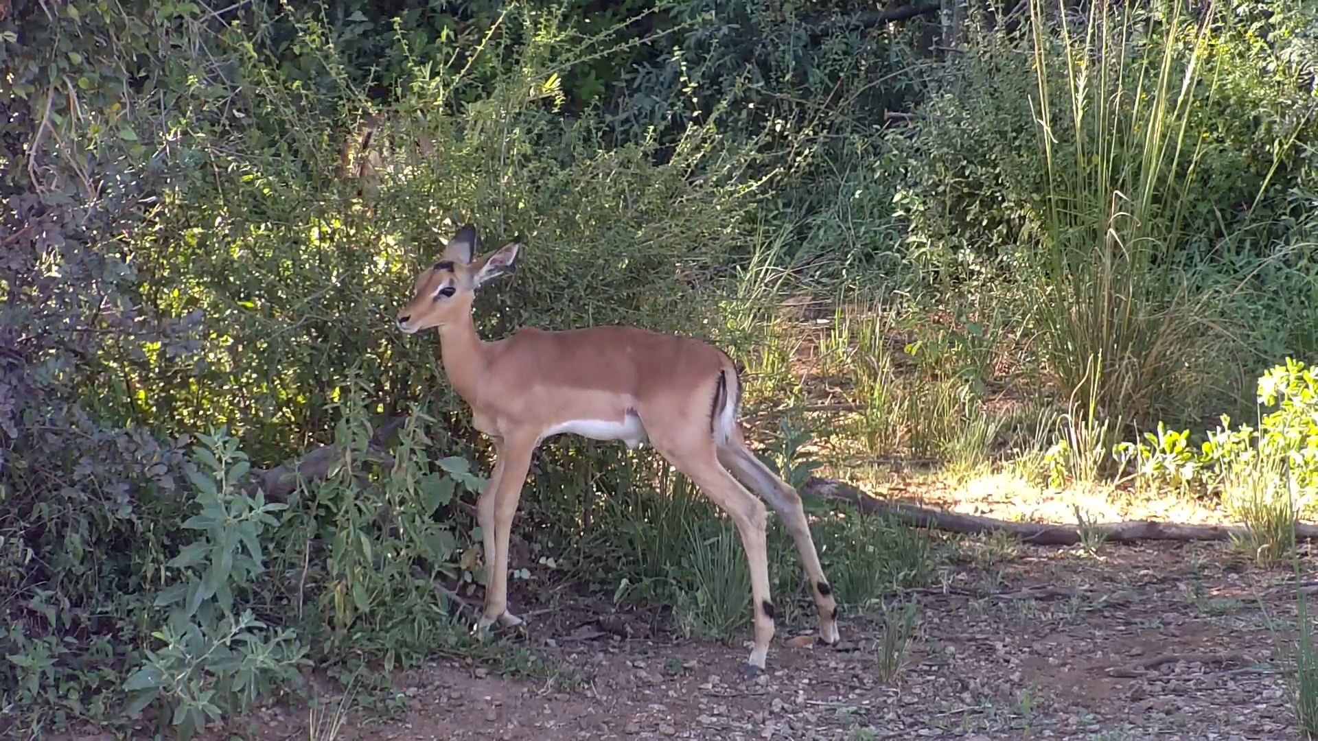 Can This Baby Impala Survive?