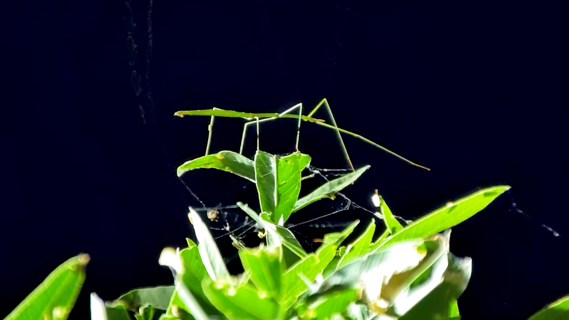 A Tiny Master of Camouflage in the Dark