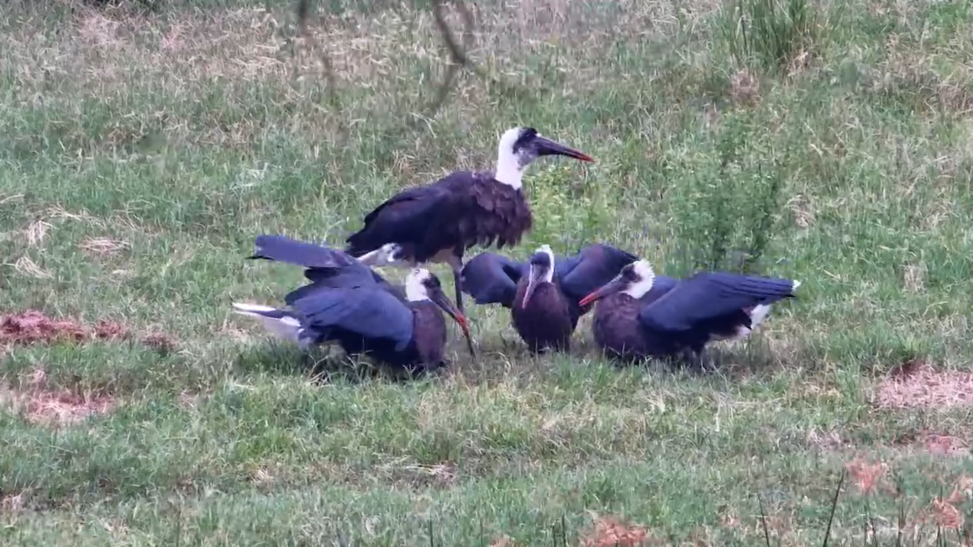 Breakfast Time for Woolly-Necked Storks