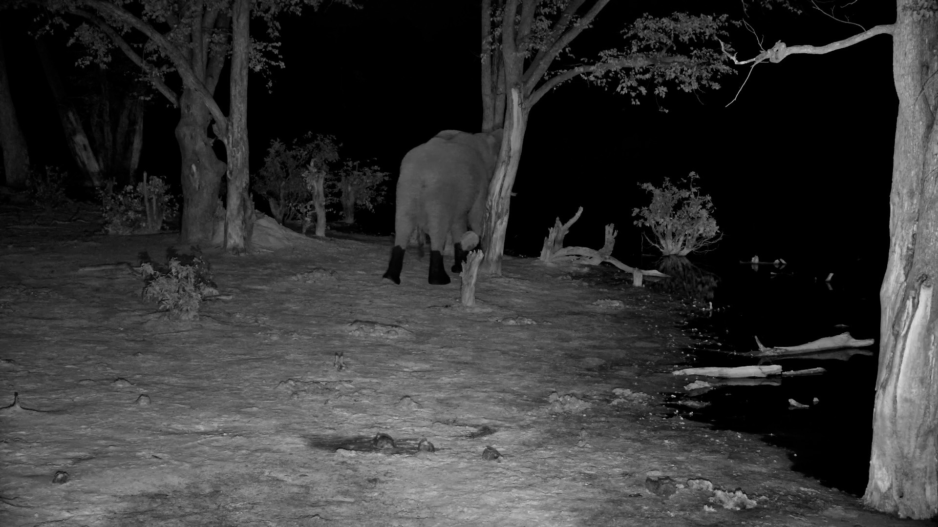 Tree vs Elephant