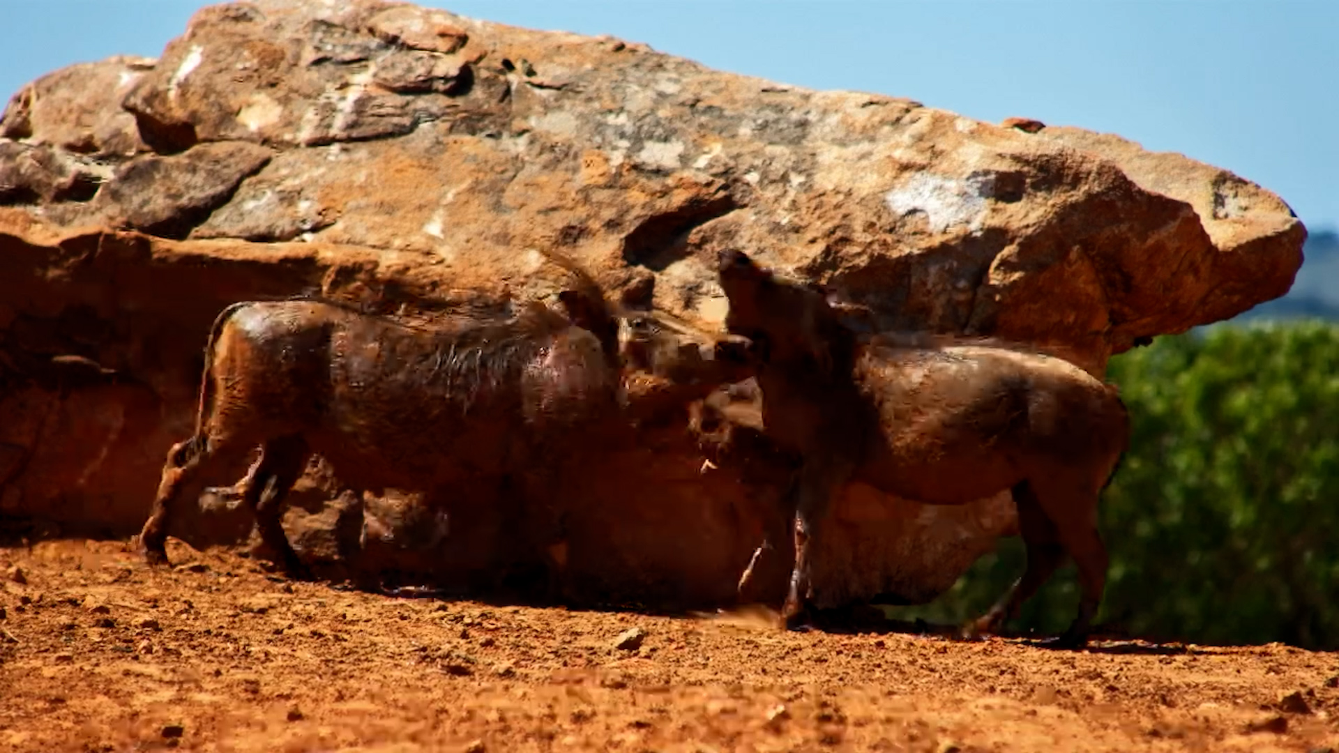 Adorable Warthogs Get a Scratching Session in the Wild
