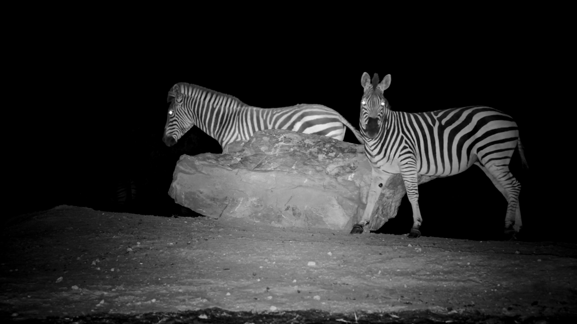 Zebras Get a Good Scratch
