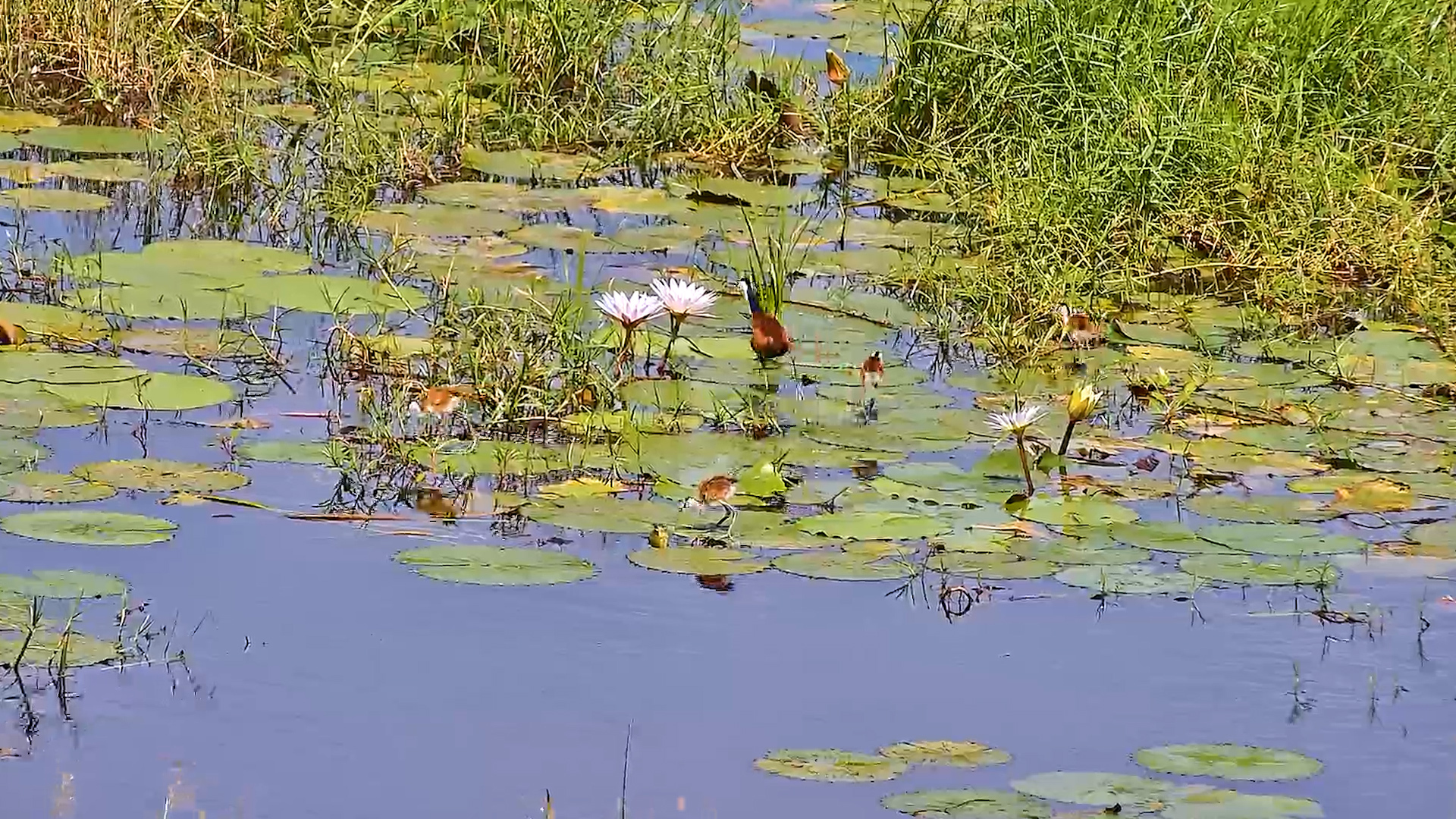 Jacana Mom & Babies Tiptoe Across the Water