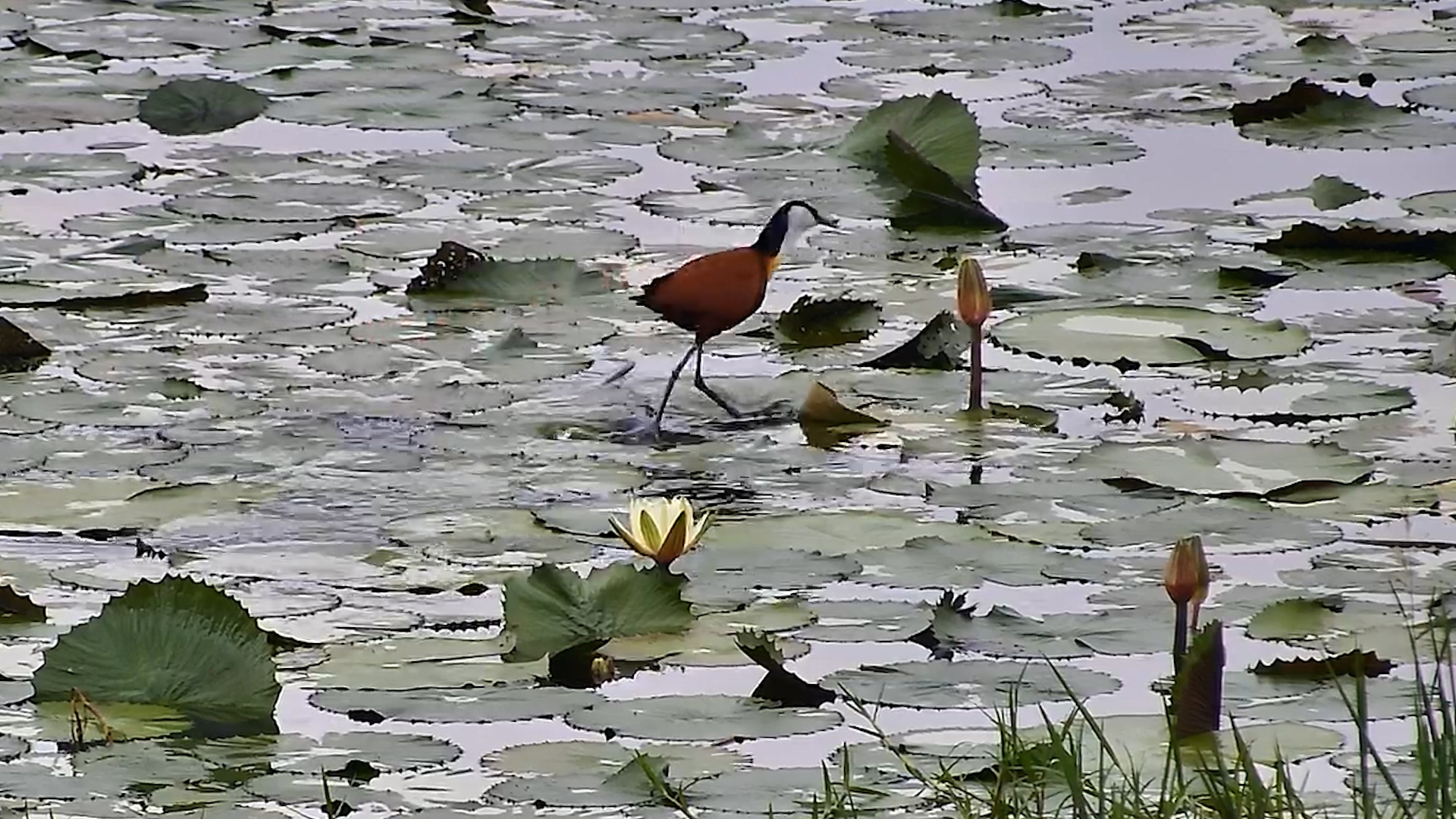 How Jacanas Walk on Water