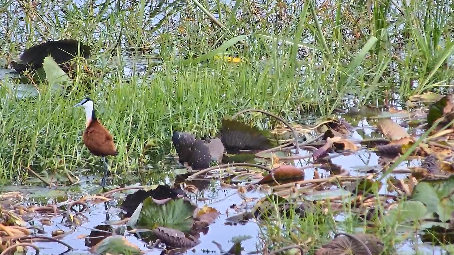 Walking on Water… With Baby Jacanas!
