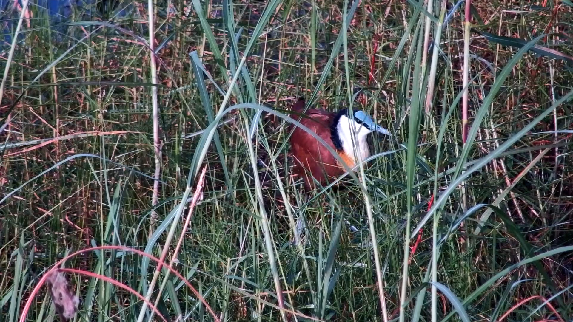 African Jacanas on the Hunt