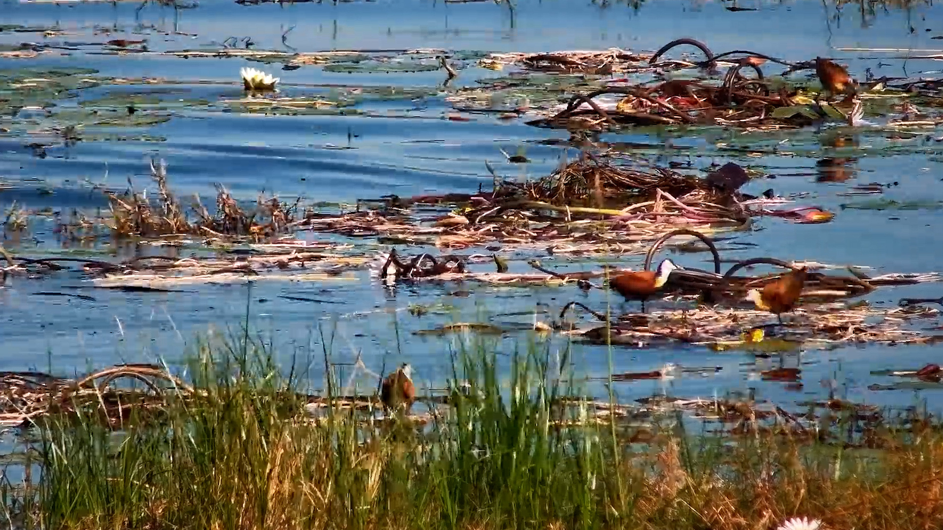 Jacanas Go About Their Business