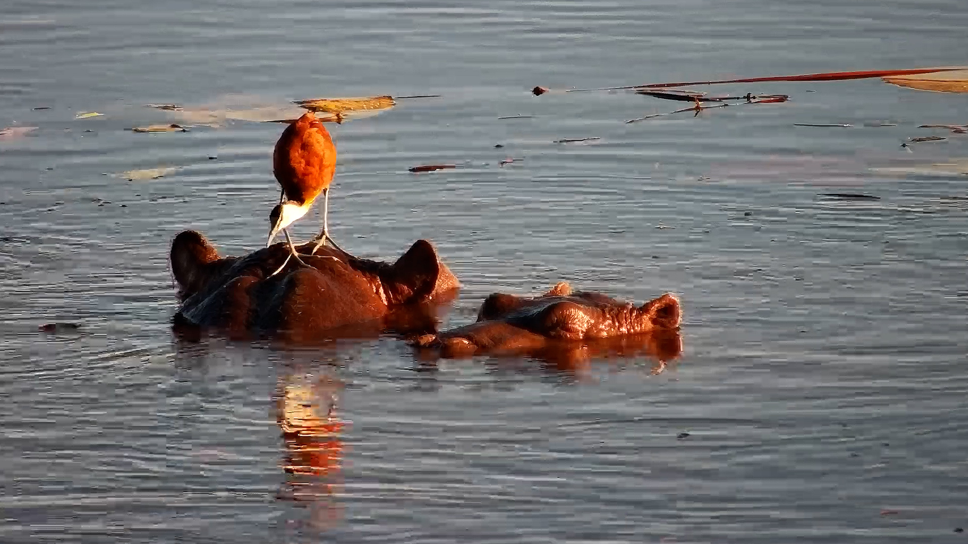 The Hippos Were Terrible Boats