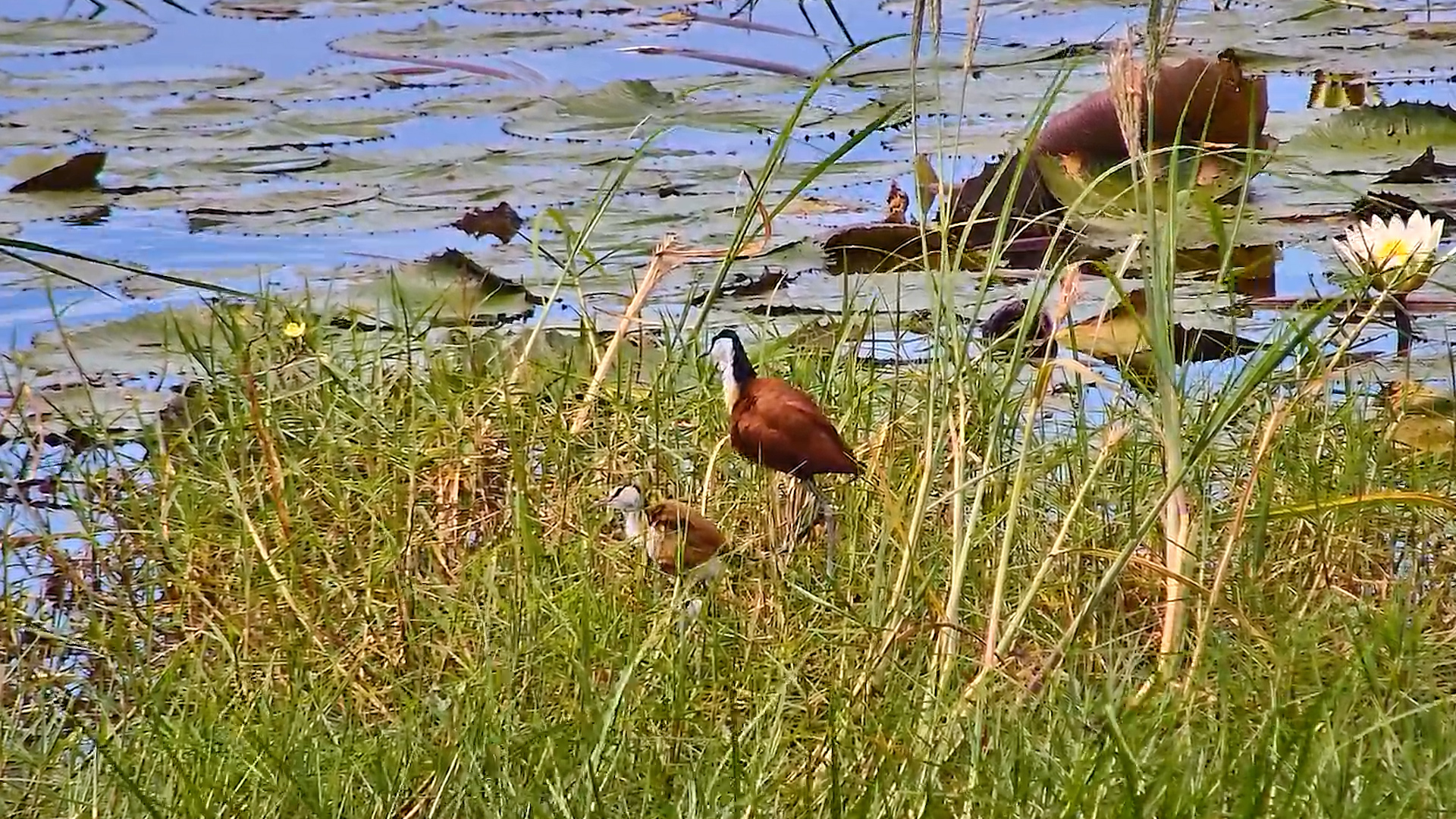 Floating Feast: Jacana Family in Action