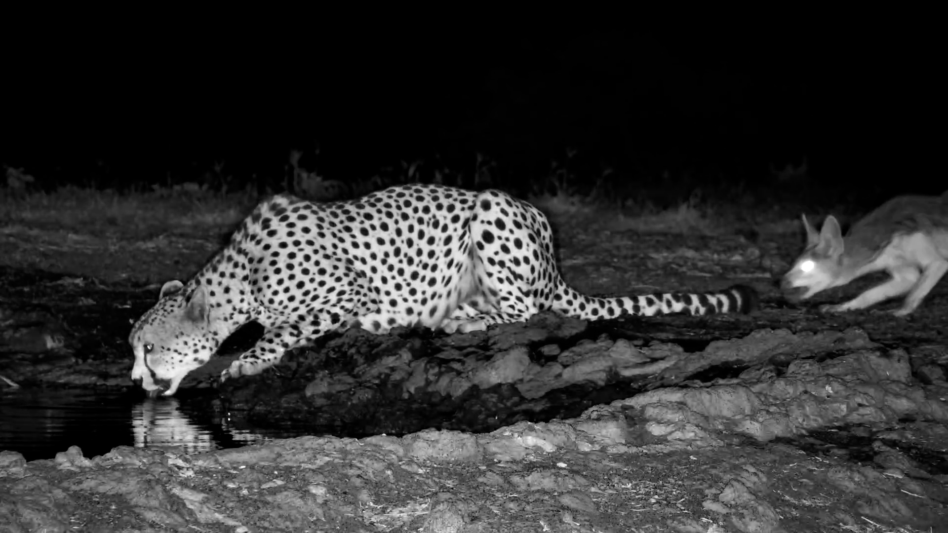 Jackal Bites a Cheetah’s Tail