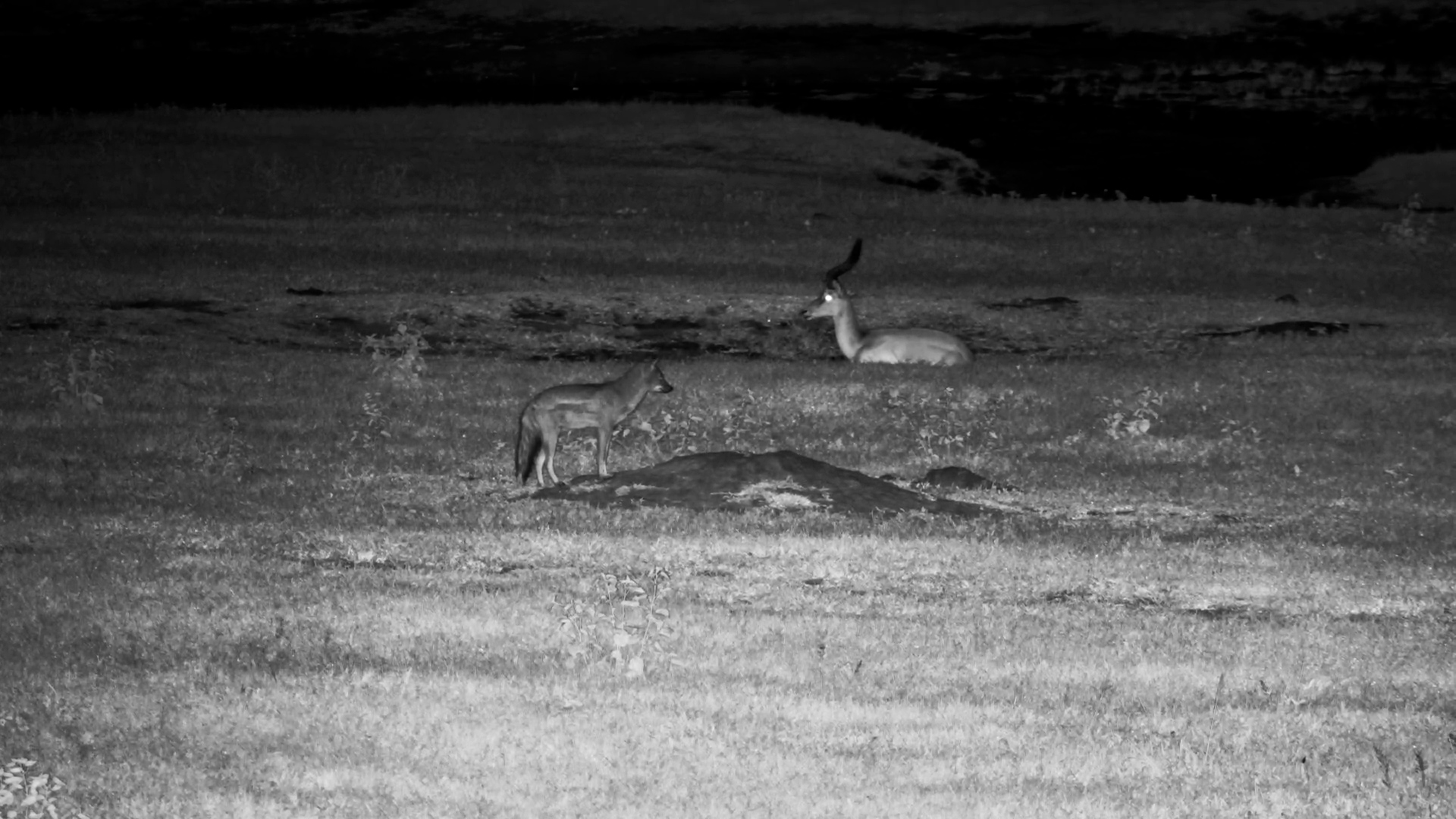 Side-Striped Jackal Forages After Dark