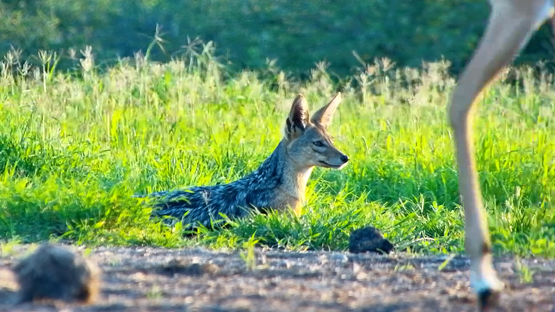 Impala Keeps Eyes on Resting Jackal