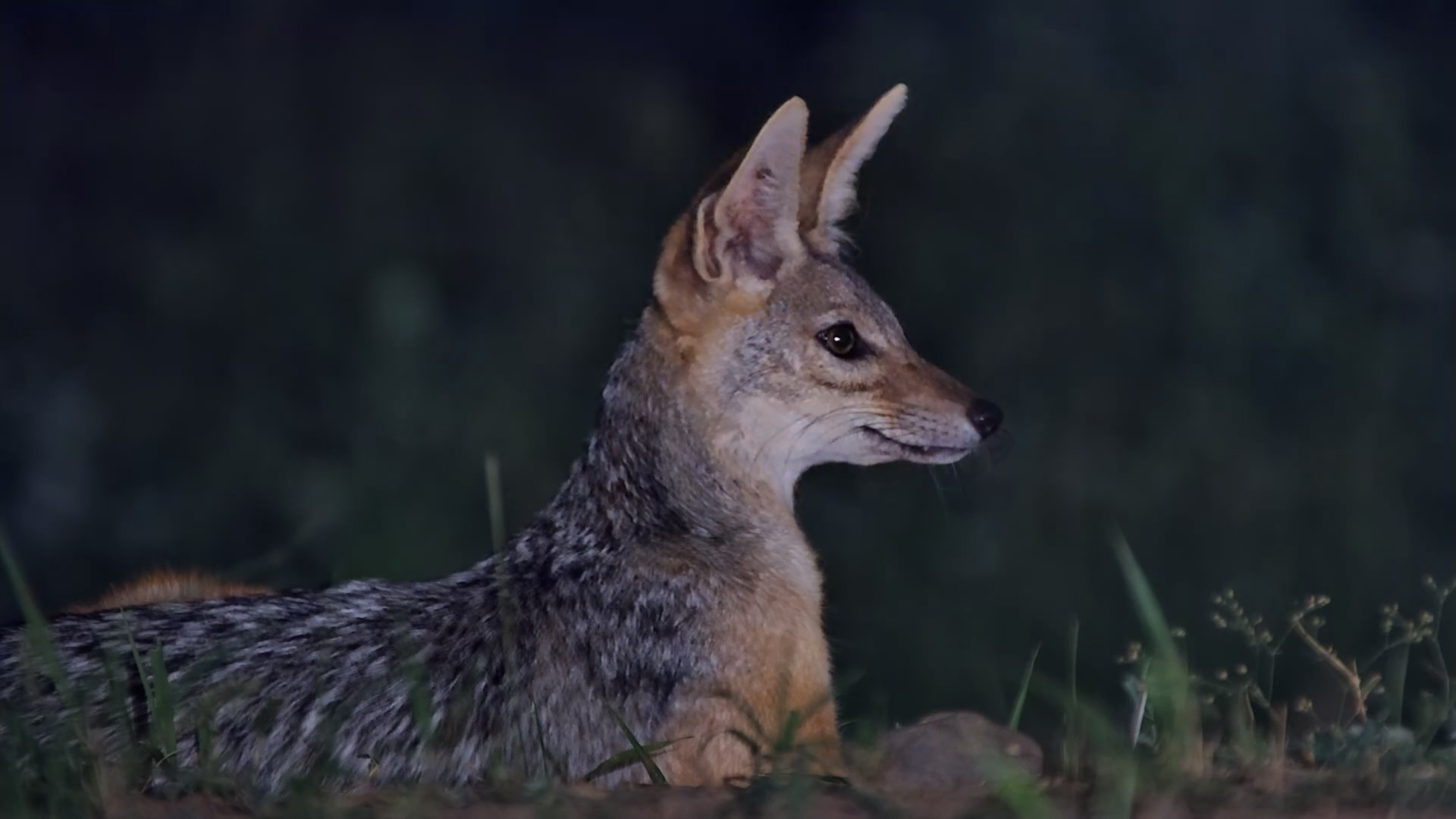 Jackal Drinks and Rests