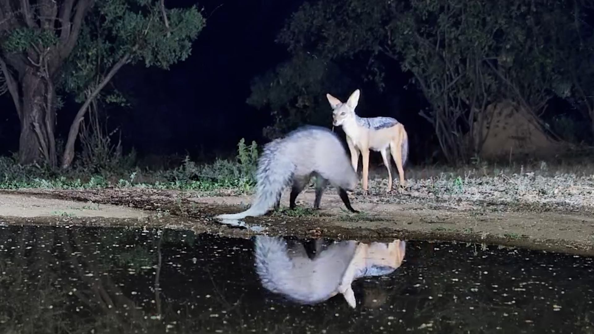 An Unlikely Truce in the Dark