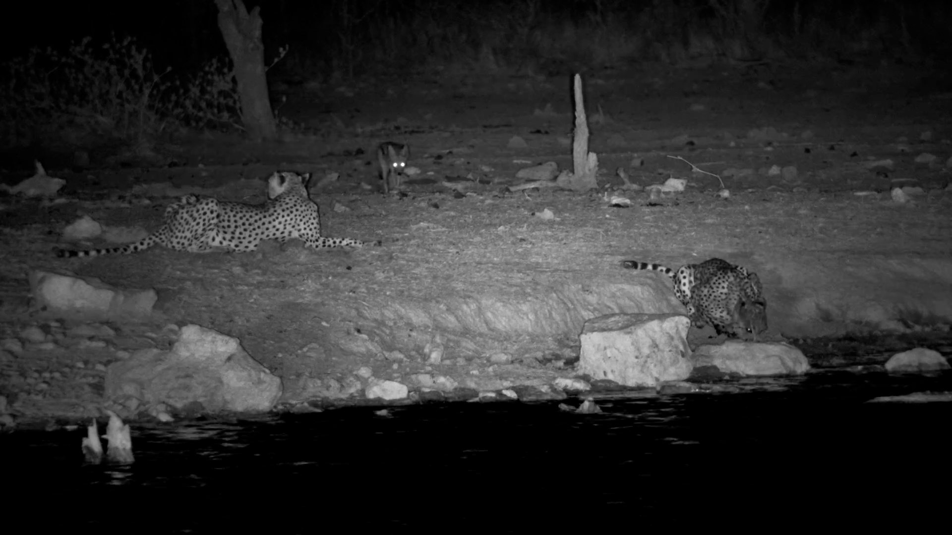 Three Cheetahs Unite for a Cautious Drink at Safarihoek