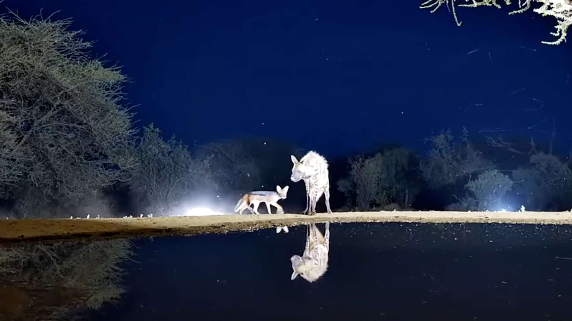Jackal Nips at a Striped Hyena During a Drink