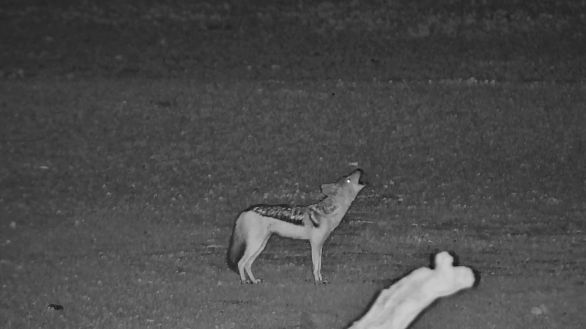 Black-Backed Jackal Shouts at Brown Hyena