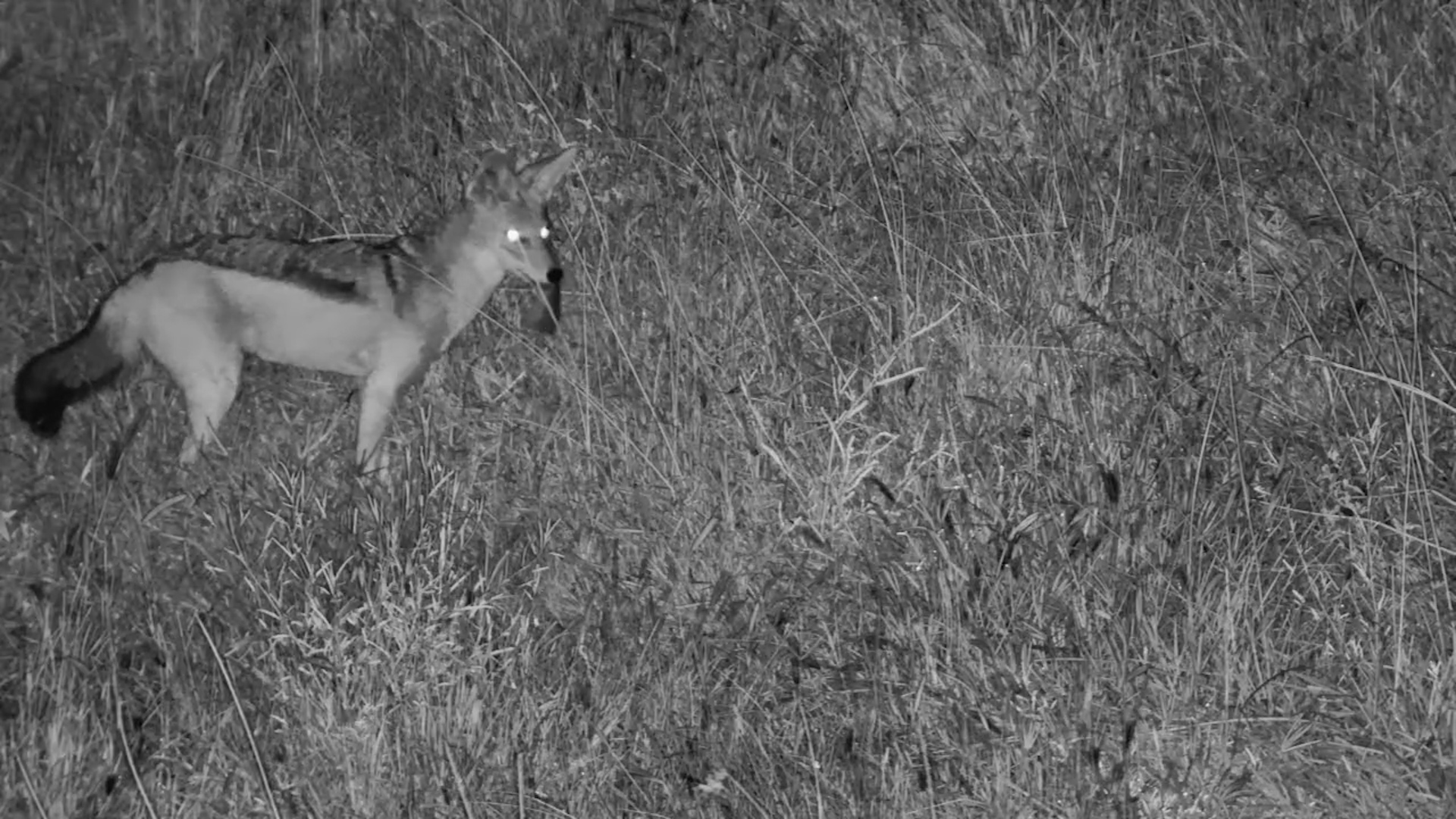 Jackal Makes a Catch