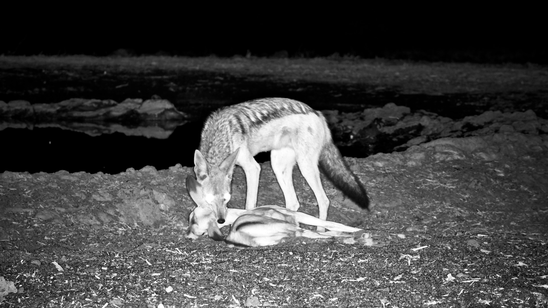 Jackal Catches Lamb, Lions & Buffalo Join!