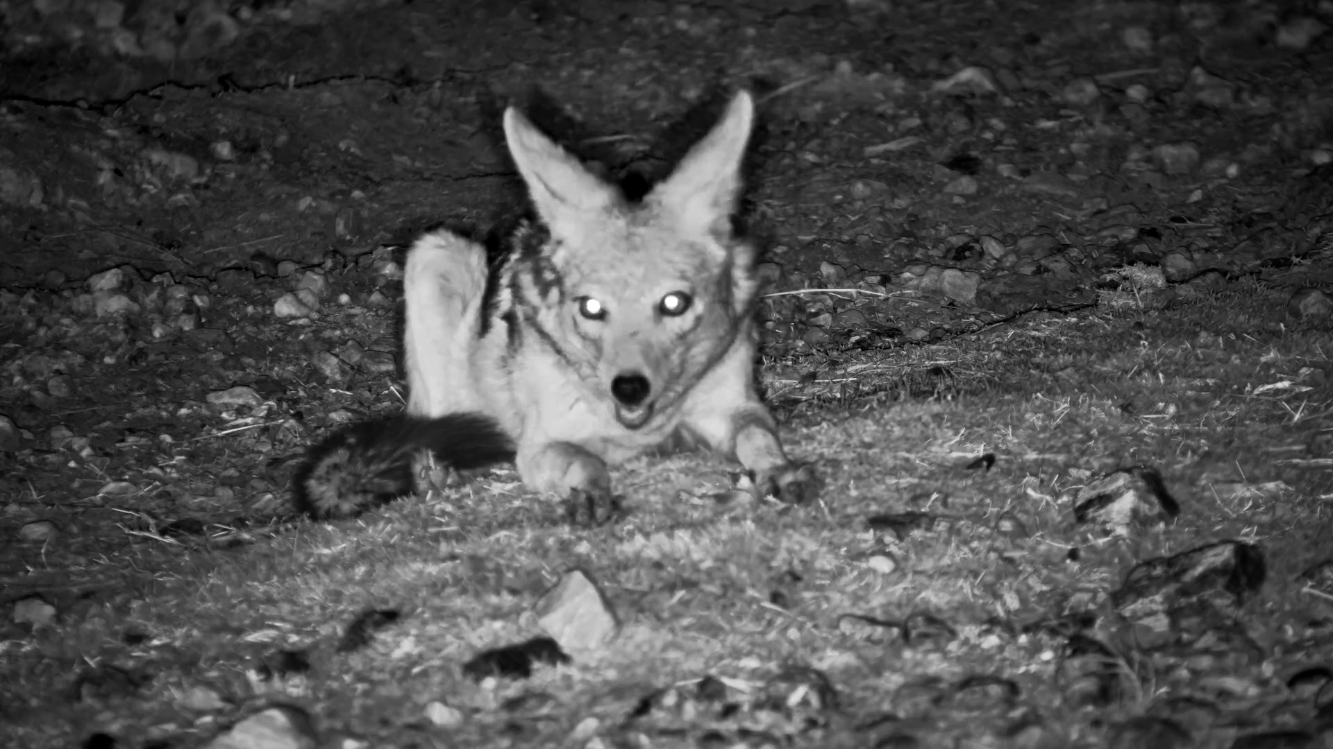 Wild but Familiar | Jackal Enjoys a Bone at Safarihoek