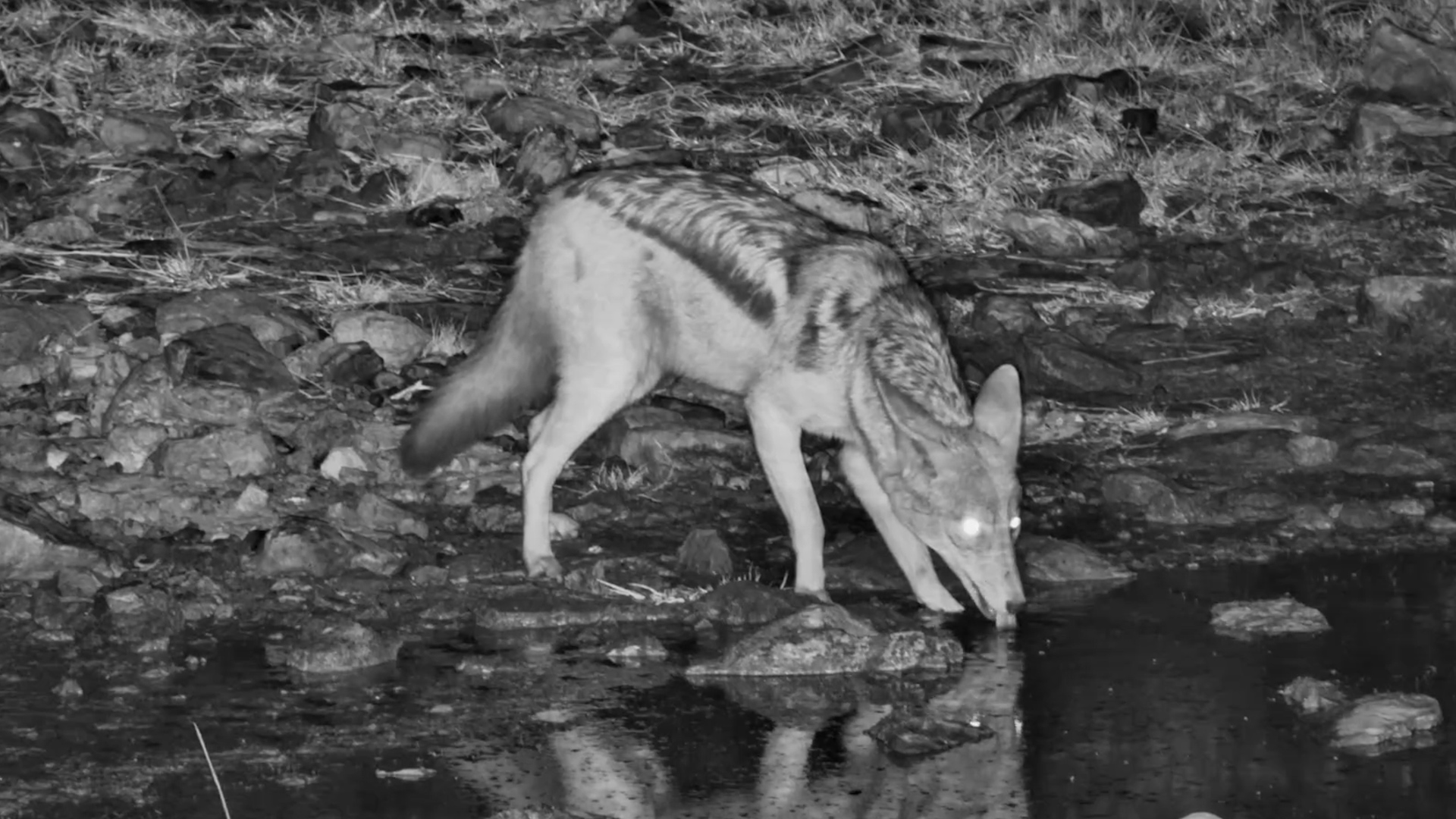 A Silent Visitor in the Kalahari