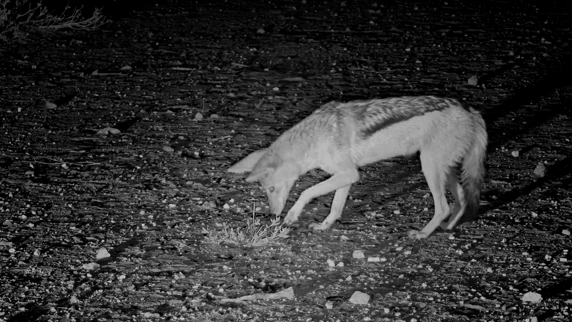 Jackal Enjoys a Bug Feast