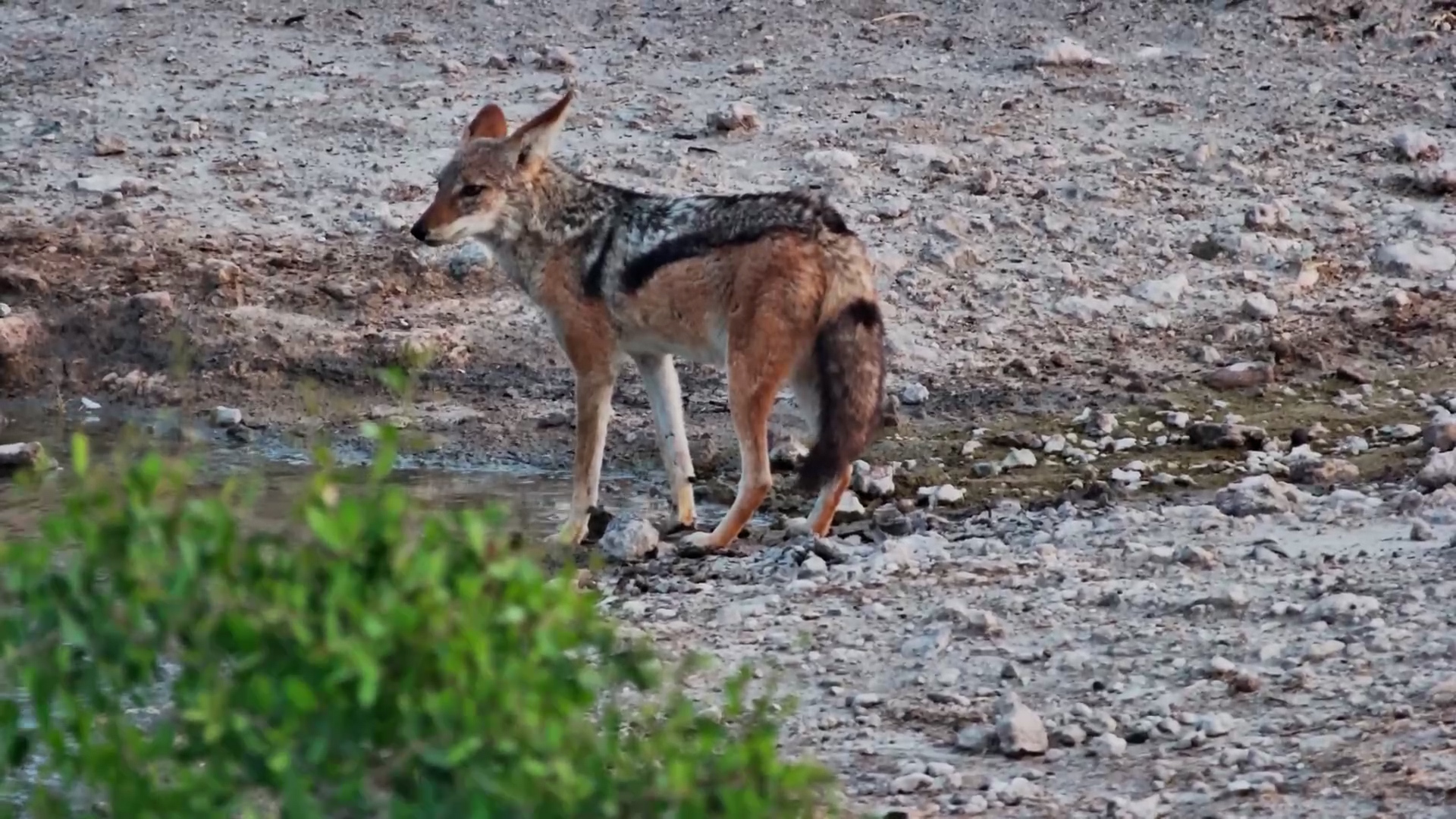 Skittish Jackal Grabs a Quick Drink in the Kalahari