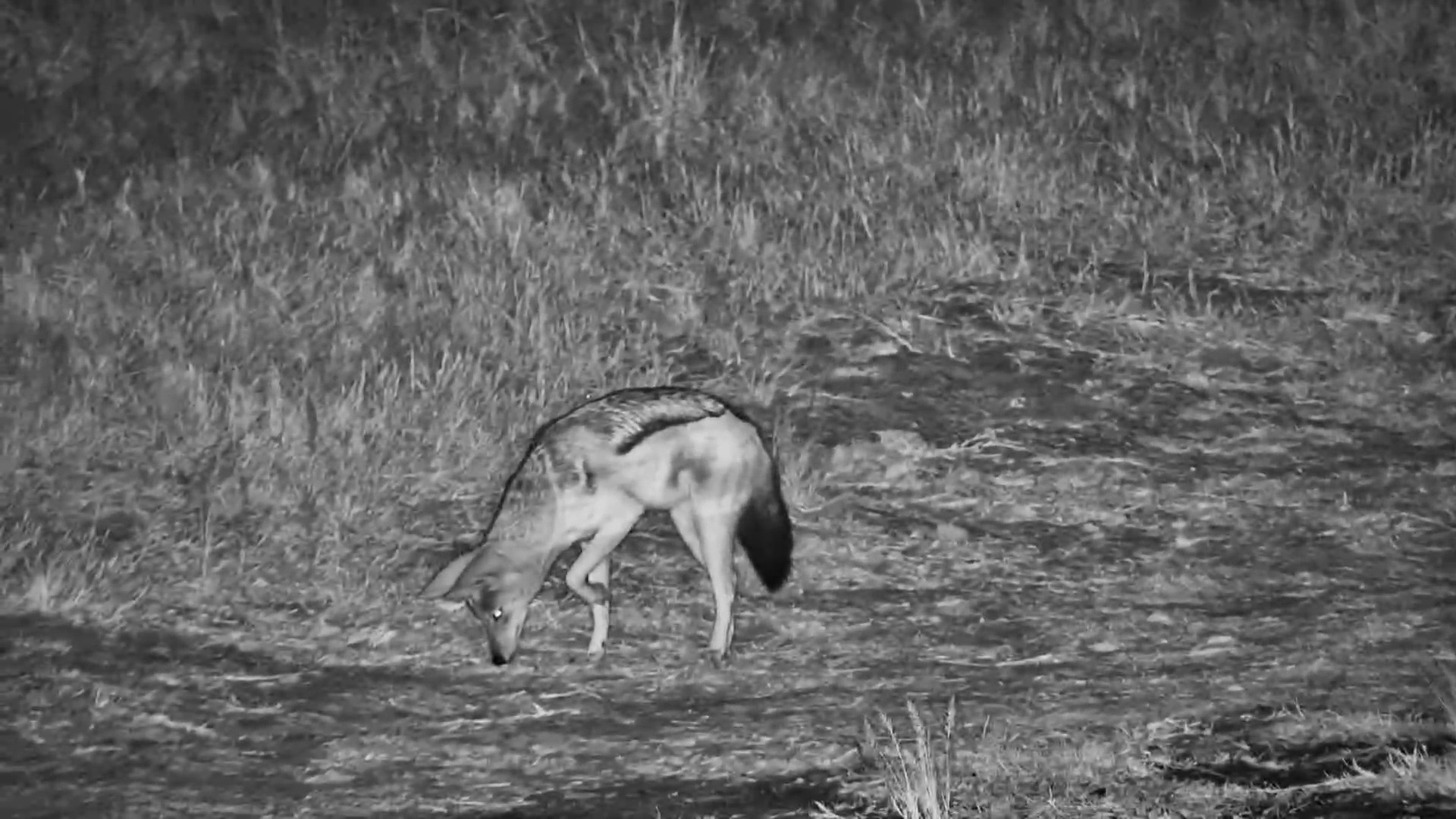 A Black-Backed Jackal on the Night Shift