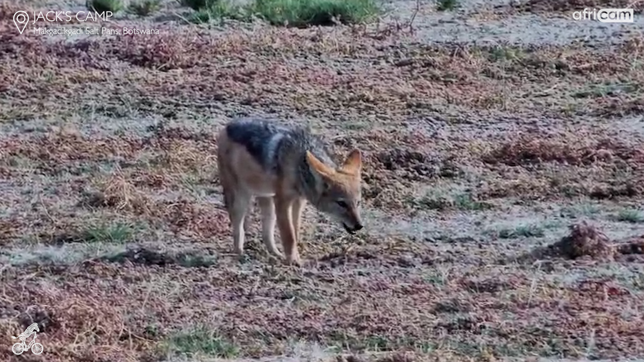 A Jackal Sneaks Around the Waterhole for Food