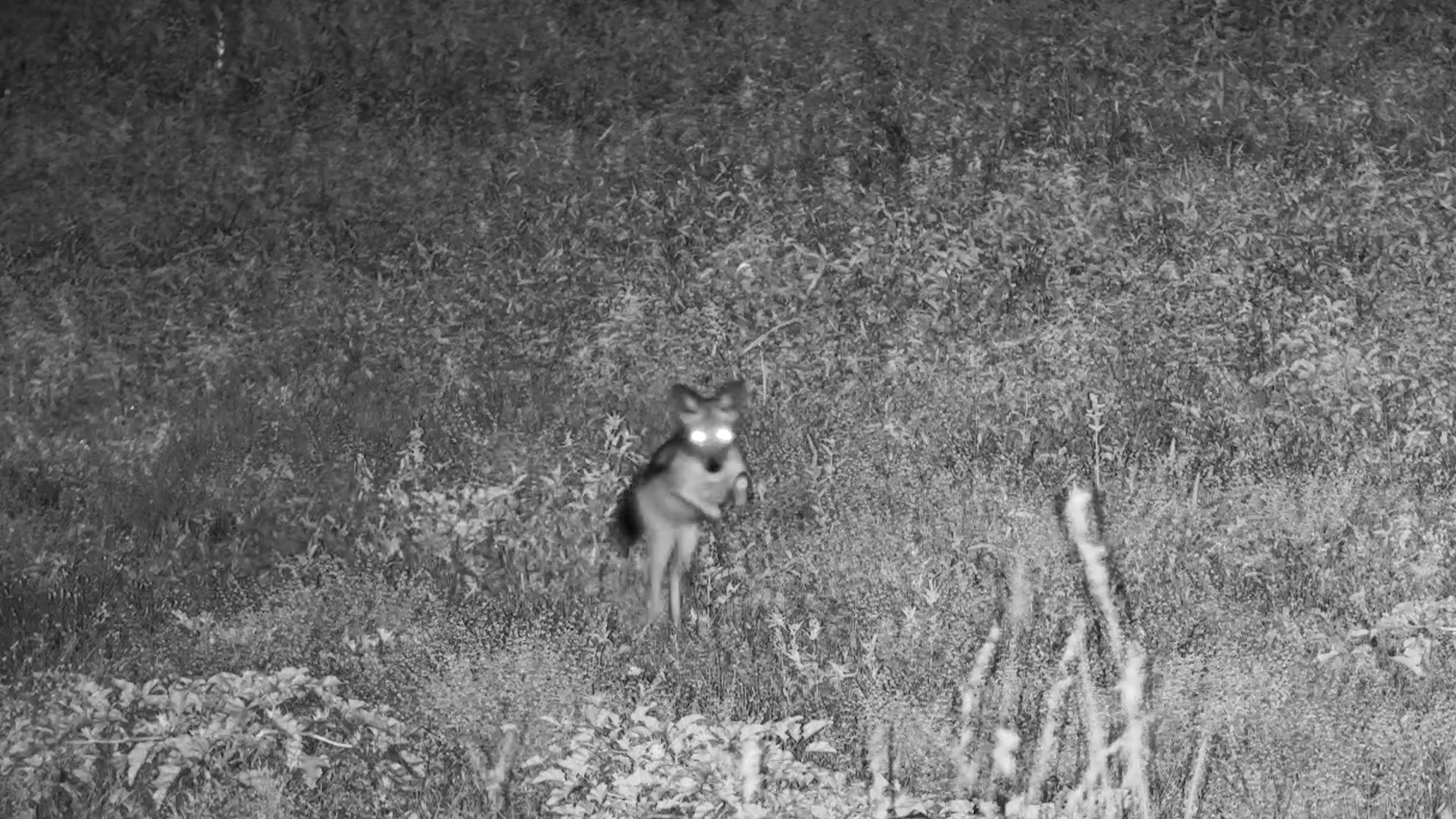 Black-Backed Jackal Pounces in the Dark