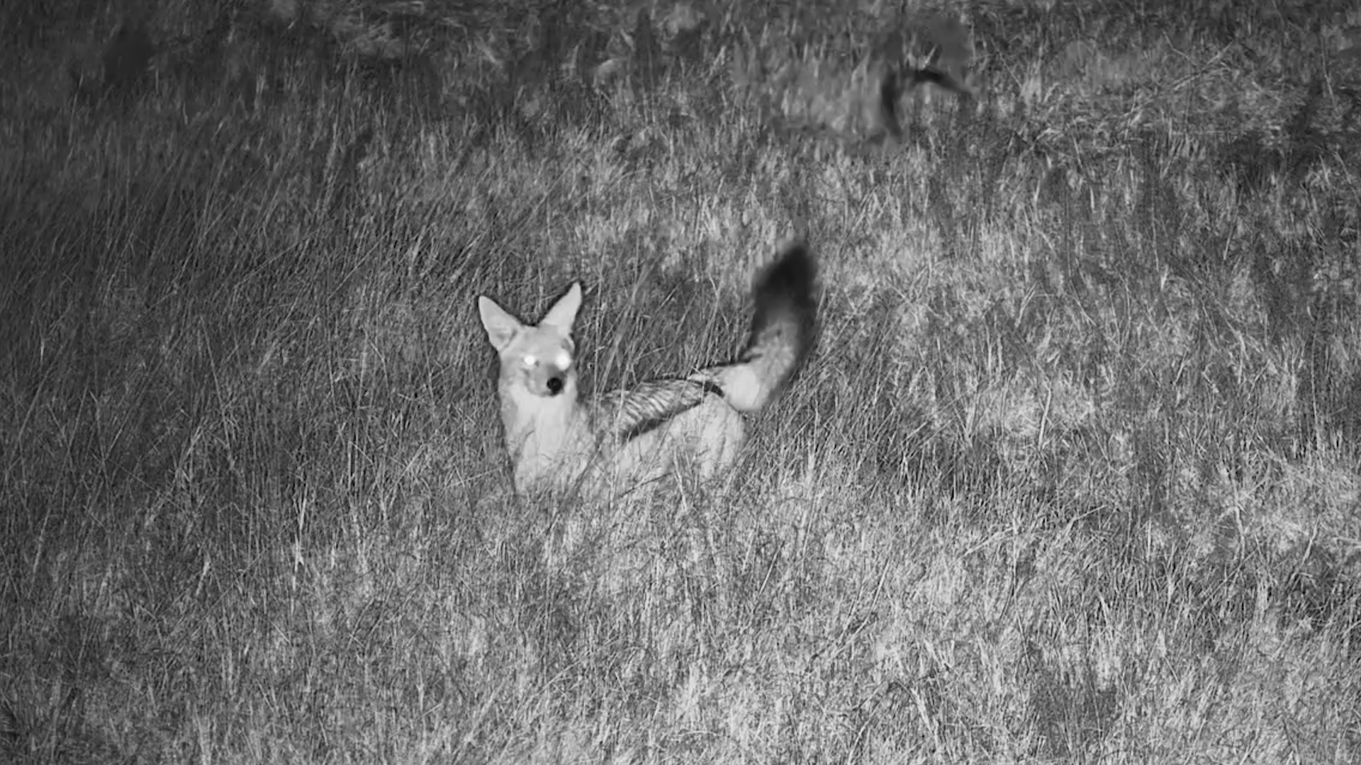 Watch This Jackal Hunt in the Darkness