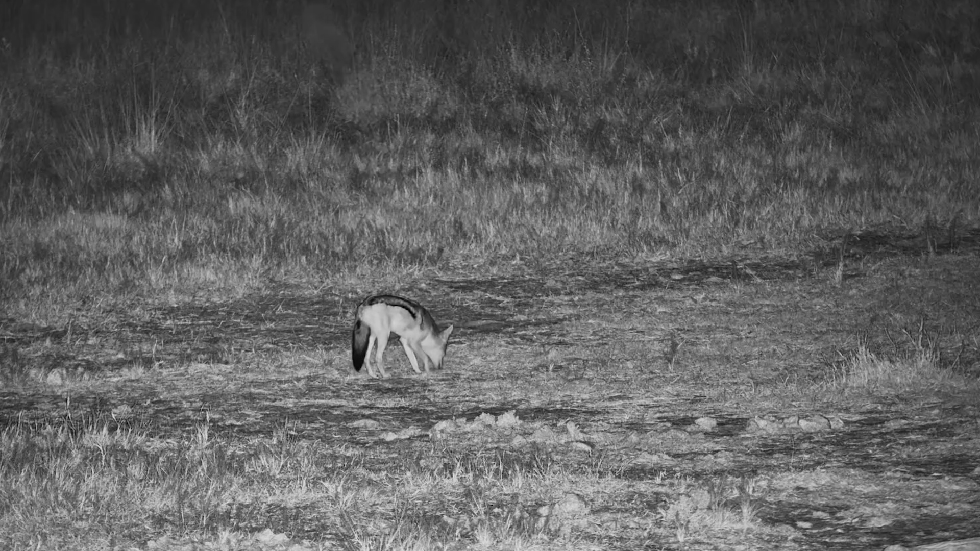 The Jackal Heard Something in the Darkness…