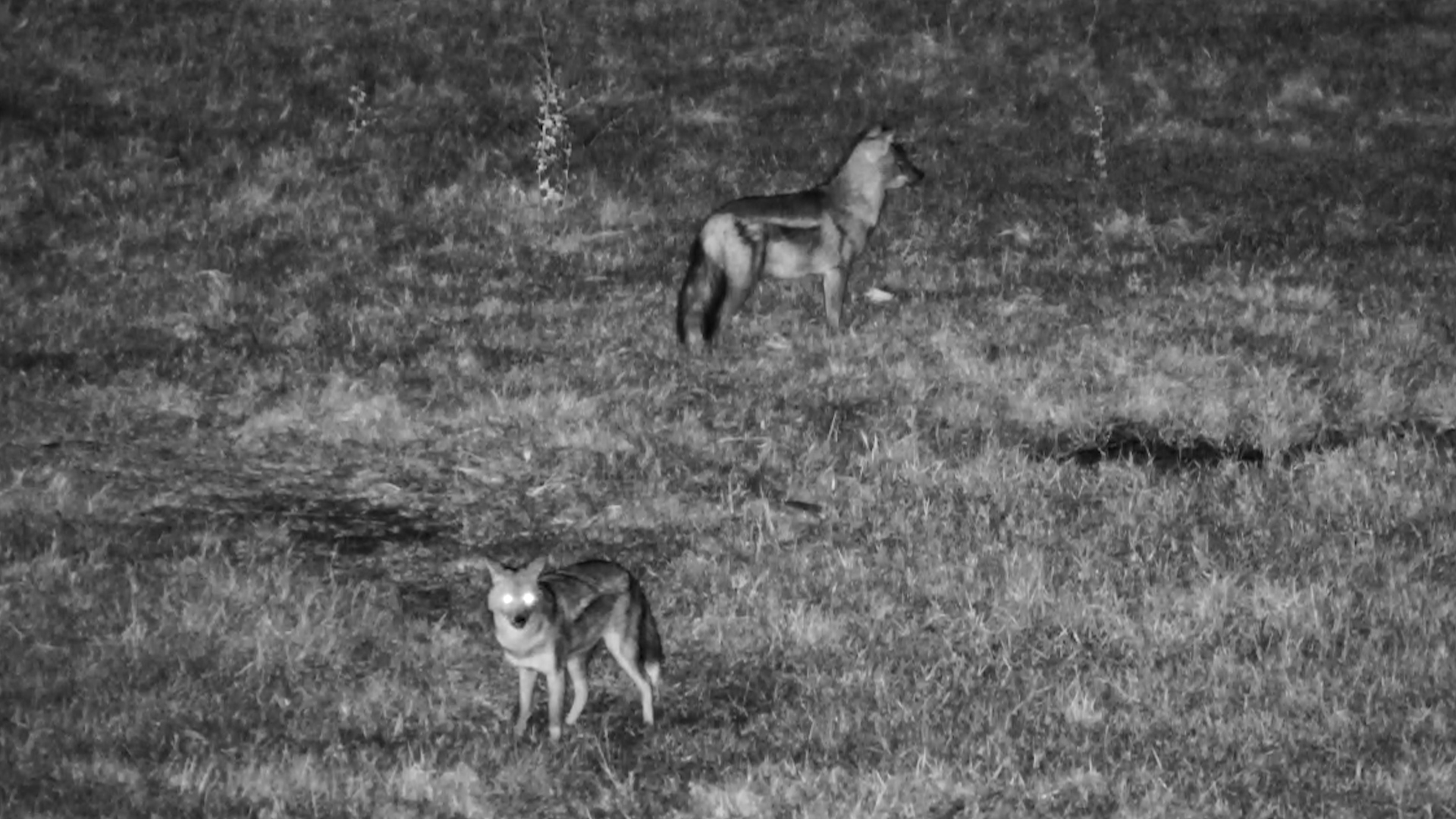 A Side-Striped Jackal Duo After Dark