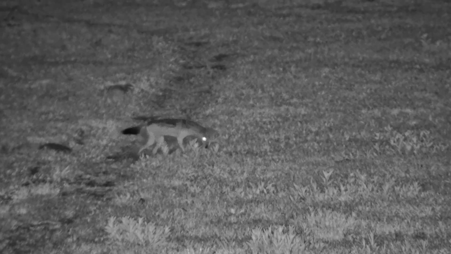 Jackal Jackpot! Black-Backed Hunter Discovers a Treasure