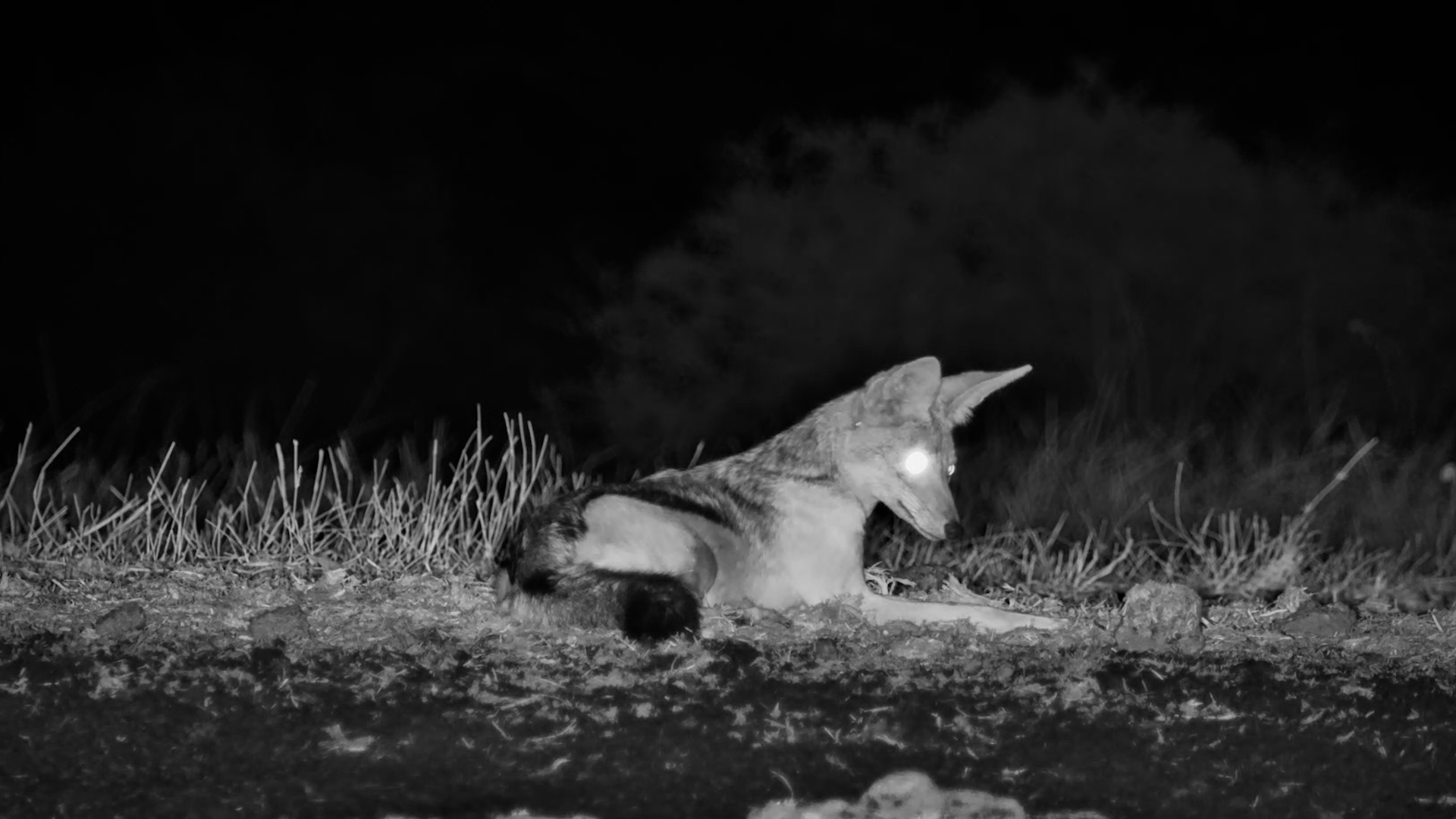 Why Does This Jackal Look Like My Dog?